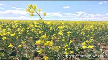 Precipitation impacting some Alberta crops while Southern crops improving - Lethbridge News Now