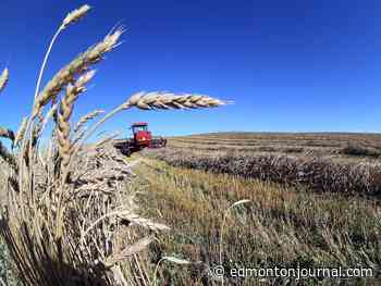 'Many crops in distress:' Leduc County declares state of agricultural disaster - Edmonton Journal
