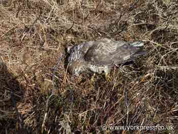 Police investigation after buzzard poisoned  in North Yorkshire