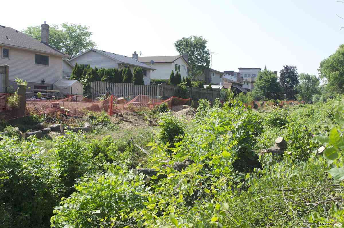 Beamsville residents disappointed to see trees removed by town - WellandTribune.ca