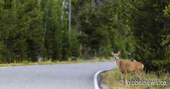 Calgary man injured after motorcycle collides with deer in southern Alberta
