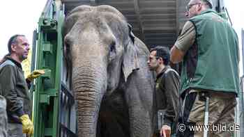 Jetzt kommt's dicke! Neue Elefanten im Zoo Neunkirchen - BILD