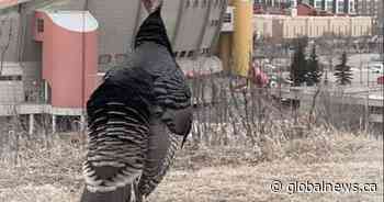 Calgary’s beloved urban turkey Turk Diggler presumed dead in coyote attack