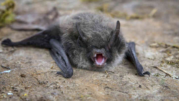 Bat with rabies found in Anaheim