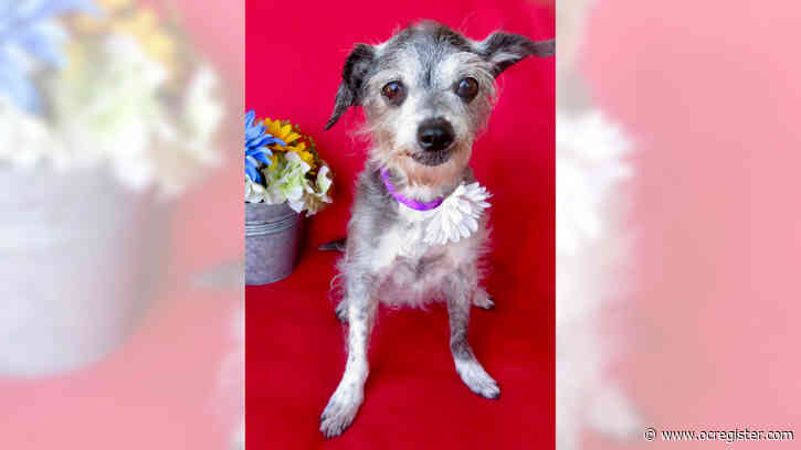 Terrier mix Tumbleweed is a lovable, easygoing senior