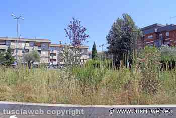 L'erba in città è alta come un bambino di 11 anni... - Tuscia Web
