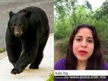 VIDEO: "Ya conoce la sangre": Explican situación de oso en San Pedro - POSTA