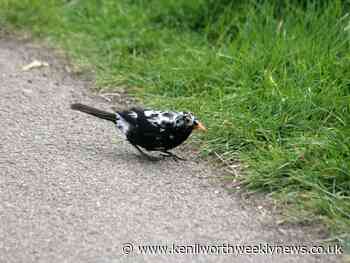 Have you seen this speckled blackbird in Warwick? - Kenilworth Weekly News