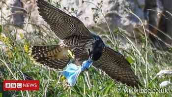 Peregrine falcon talons tangled in discarded face mask