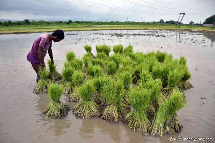 Copious monsoon rains spur summer crop sowing in India