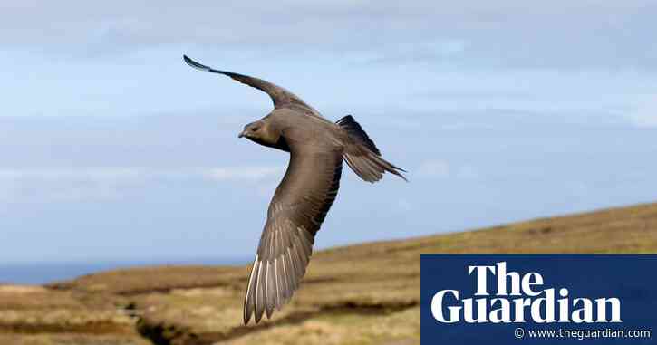 British birds' long-distance feats and longevity are revealed