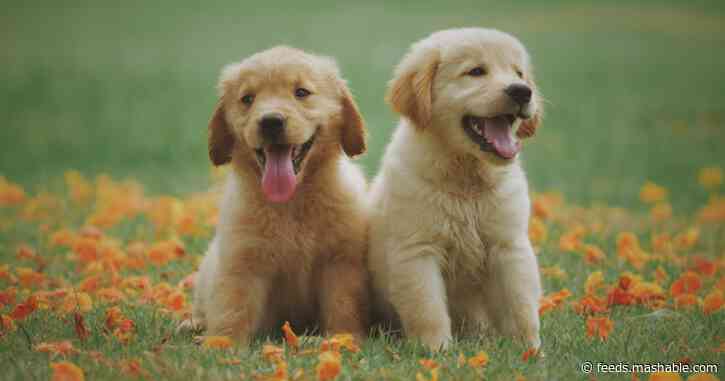 Have you just adopted a dog? This online training can help your fluffy friend.