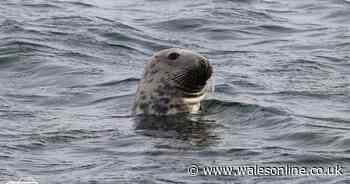 Dolphins and sea lions spotted around Gower