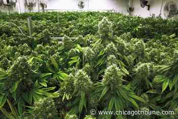 Medical marijuana sales in Rhode Island climb again - Chicago Tribune