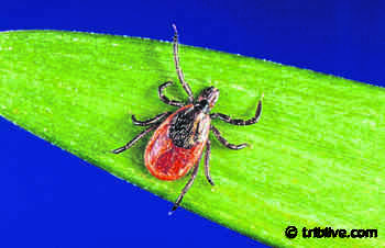 Medical study is seeking people who may have tick immunity or resistance - TribLIVE