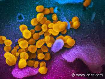 Coronavirus six months later: Everything we know right now     - CNET