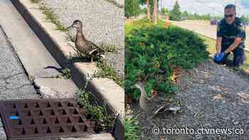 Ducklings rescued by police, firefighters after falling into sewer in Brampton