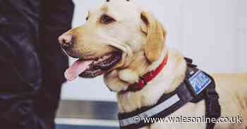 Police dogs to move from headquarters as loud barking bothers residents