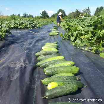 Farmers across hot, dry Ottawa pray for a weekend of rain to save summer crops - capitalcurrent.ca