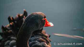 Predecir lo impredecible: aprenden a pronosticar los 'cisnes negros' - RT en Español