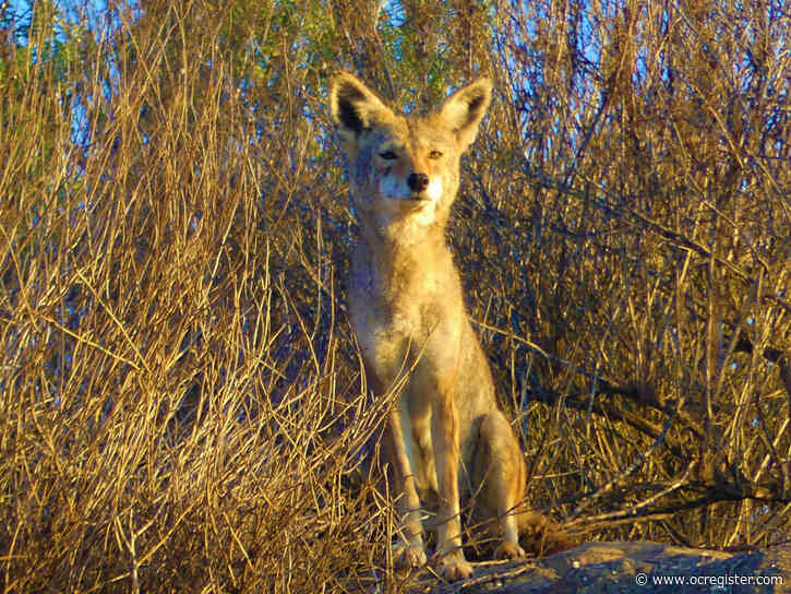 2 people bitten by coyote in Mission Viejo on Saturday; trail closed