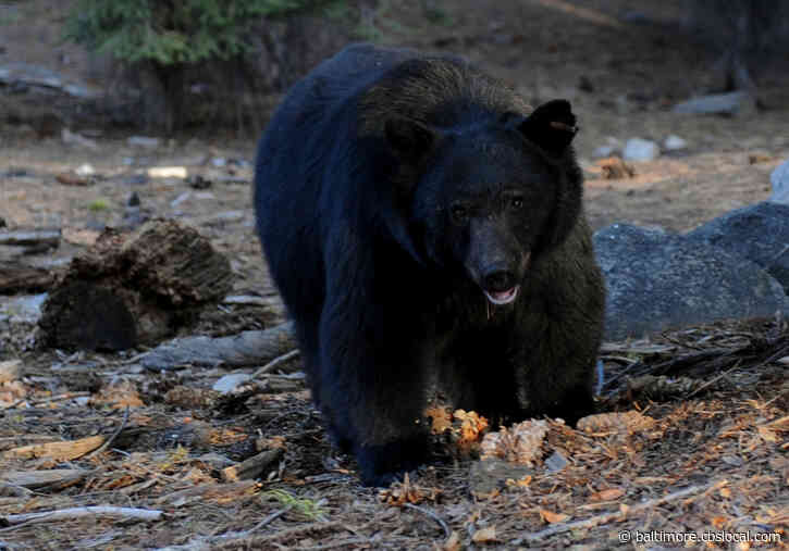 Huge Black Bear Spotted Relaxing In Pool At Virginia Woman’s Home