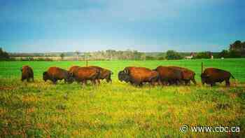 Buffalo return to Muscowpetung Saulteaux Nation lands
