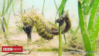 Post-lockdown crowds pose threat to seahorses - BBC News