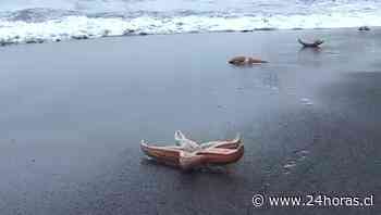 Inédita varazón de de estrellas de mar en Coronel - 24Horas.cl