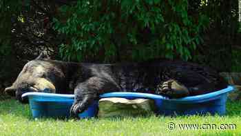 Huge black bear spotted relaxing in a pool