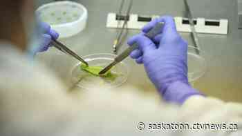 Saskatoon-based lab closer to COVID-19 vaccine after breakthrough - CTV News Saskatoon