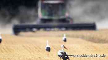 Ernte läuft: Erträge geringer als erwartet - Süddeutsche Zeitung