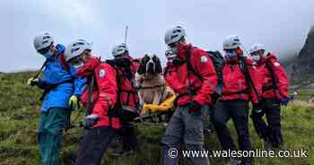 St Bernard dog rescued after it collapsed while descending Scafell Pike