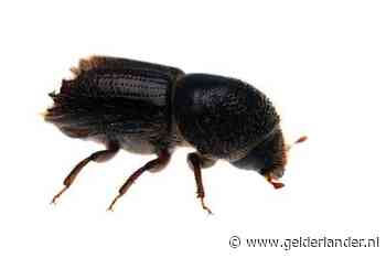 Letterzetter dunt het bos op de Utrechtse Heuvelrug uit