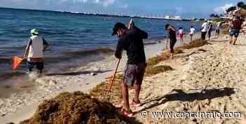 CROC Playa del Carmen realiza jornada de limpieza de sargazo - Cancún Mio