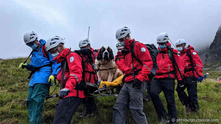 St. Bernard Dog Rescued From England’s Tallest Mountain