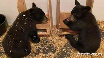 Manitoba black bear rescue wants baby bear cubs reunited with sibling