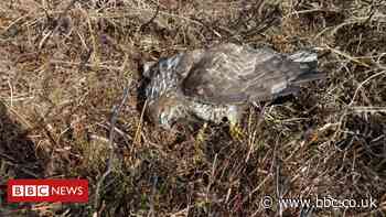 Poisoned buzzard had enough toxin to 'kill a child'