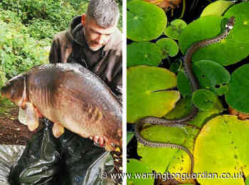 Grass snakes as well as big carp at Sandiway Lakes in Northwich
