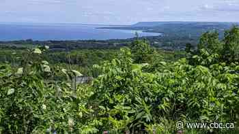 Fossil fuel giant faces uphill push to build green mega-project: Don Pittis