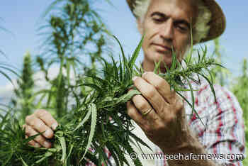 Wisconsin Lawmaker Looking to Make Medical Marijuana Legal - seehafernews.com