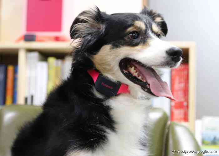 Petpuls smart collar “gives your dog a voice”