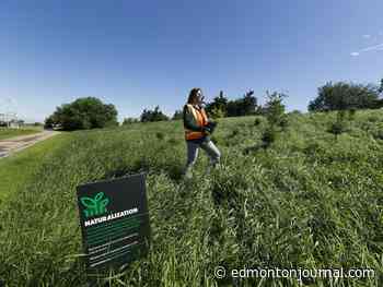 Going wild: Naturalization grows across Edmonton as city trades mowing for native species - Edmonton Journal