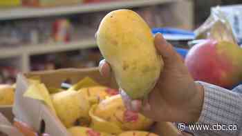 Edmonton mango supply drops due to COVID-19 flight restrictions, poor weather abroad - CBC.ca
