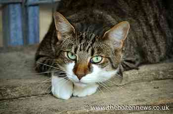 Coronavirus: Pet cat becomes first animal in UK to have confirmed case