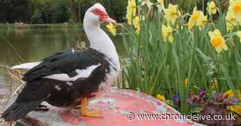 Police update on teens arrested after dog attacked a duck