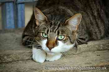 Coronavirus: Pet cat becomes first animal in UK to have confirmed case