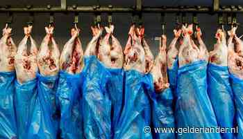 NVWA moet coronaplan slachterijen voor offerfeest opnieuw toetsen