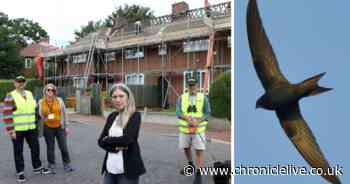 Joy for wildlife groups after U-turn over works that endangered nesting swifts
