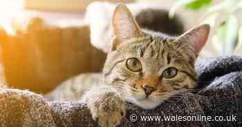 Everything you need to know about cats and coronavirus